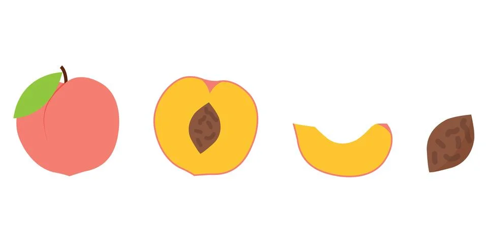 Flat Vector Peach and Apricot Fruit Set with Whole Half Slice Ilustración de archivo