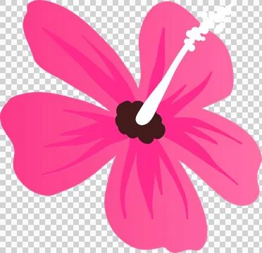 Flat vector pink hibiscus flower is being shown on transparent background with Stock Illustration