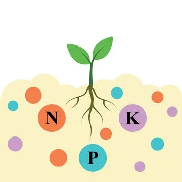 Flat Vector Plant Sprout Absorbing NPK Nutrients. Stock Illustration