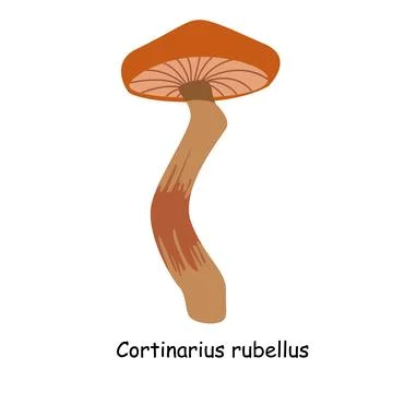 A flat vector of a poisonous mushroom isolated Stock Illustration