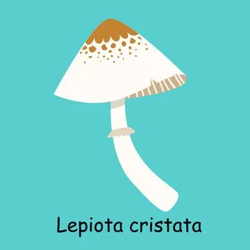 A flat vector of a poisonous mushroom isolated Stock Illustration