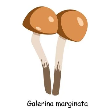 A flat vector of a poisonous toadstool mushroom isolated Stock Illustration