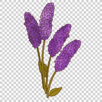 Flat vector purple floral spikes are appearing on stems with green leaves, Stock Illustration