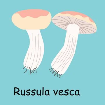 Flat vector of Russula vesca mushroom isolated on blue background. Stock Illustration