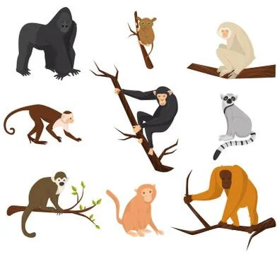 Flat vector set of 9 species of monkeys. Wild animals. Elements for promo poster Stock Illustration