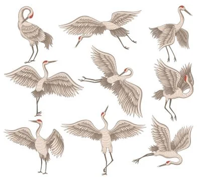 Flat vector set of beautiful red-crowned crane in different actions. Wild bird Stock Illustration