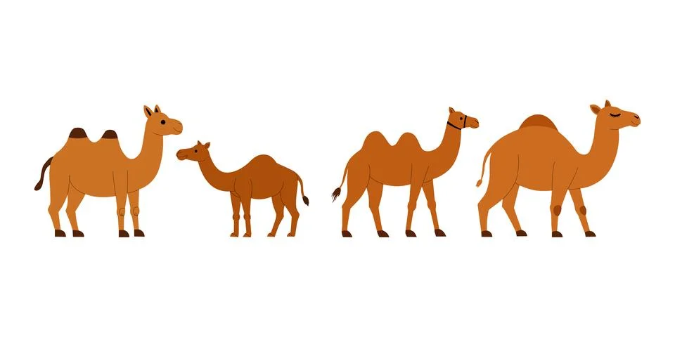 Flat vector set of camel animal illustrations Stock Illustration