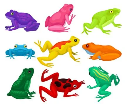 Flat vector set of cartoon frogs. Toads with short squat body, colorful smooth Stock Illustration