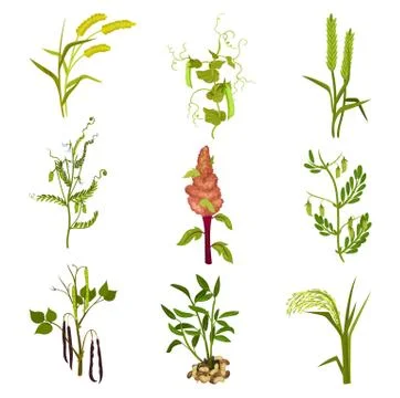 Flat vector set of cereals and legumes plants. Agricultural crop. Farming theme Stock Illustration