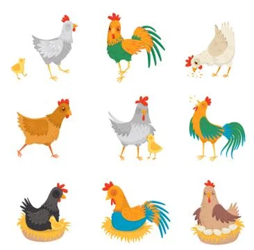 Flat vector set with chickens, little chicks and roosters. Farm birds. Domestic Stock Illustration