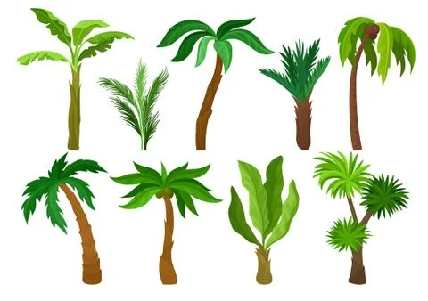 Flat vector set of different kinds of palm trees. Plants with bright green Stock Illustration