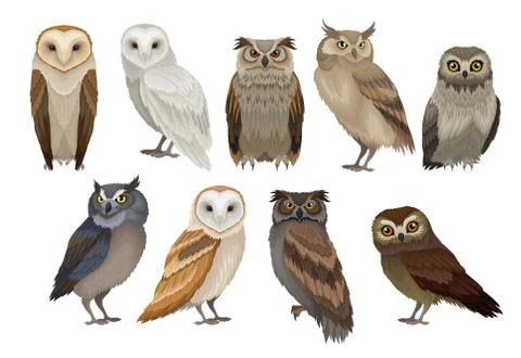 Flat vector set of different species of owls. Wild forest birds. Flying Stock-Illustration