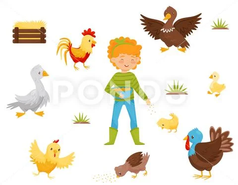 Flat vector set of farm birds, chicken nest and girl with bowl of grain Stock Illustration