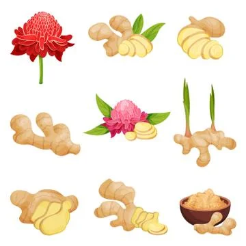 Flat vector set of ginger icons. Fresh roots with slices, flowers and powder Stock Illustration