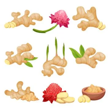 Flat vector set of ginger roots, flowers and powder. Natural and healthy food Stock Illustration