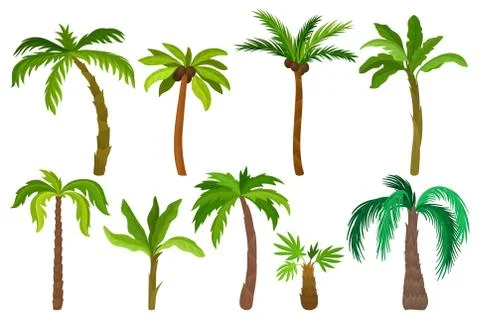 Flat vector set of palm trees. Plants of tropical forest. Landscape elements for Stock Illustration