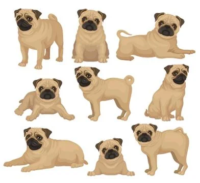 Flat vector set of pug puppy in different poses. Cute dog with short beige coat Ilustración de archivo