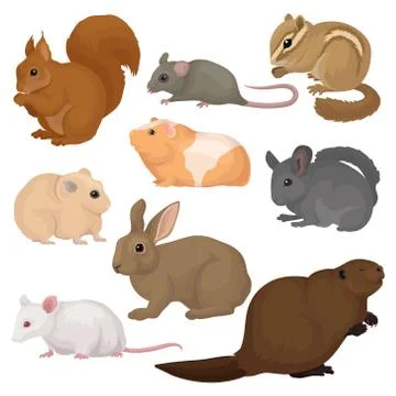 Flat vector set of various rodents. Small forest and domestic animals. Mammal Stock Illustration