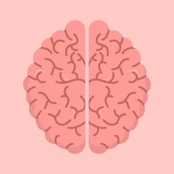 Flat vector top view of human brain for medical use, illustrating anatomy. Stock Illustration