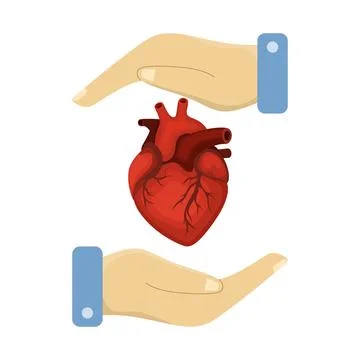 Flat vector of two hands holding and protecting a human heart Stock Illustration