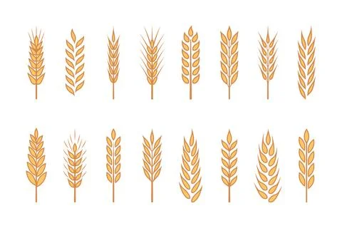 Flat Vector Yellow Agriculture Wheat, Cereal Ear Icon Set Isolated. Organic Illustrazione stock