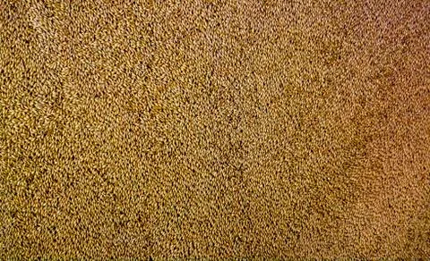 Flat view of barley seeds Photos