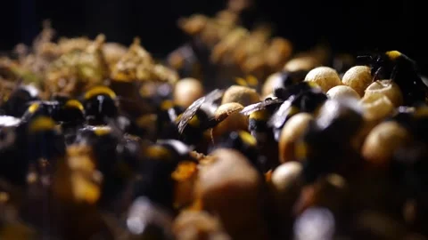 Flat View of Bumblebee Nest – 4K Cinematic Backlight (Bombus terrestris) 動画素材 320671693