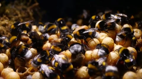 Flat View of Bumblebee Nest – 4K Cinematic Footage (Bombus terrestris) 스톡 동영상 320671757