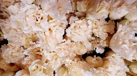 Flat view of different white flowers in vintage style. Stock Photos