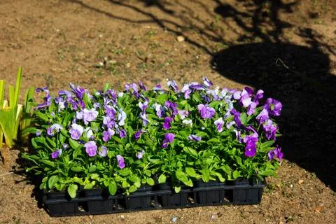 Flat of violets Stock Photos