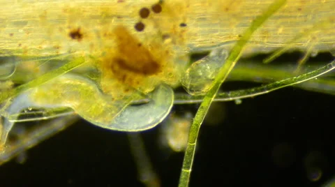 Flat worm (Microdalyellia sp.), rotifer (Rotaria sp.) and rotifer (Lepadella 스톡 동영상 64826425