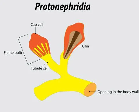 Flat worms urinary vector illustration drawing with layers labeled diagram Illustrazione stock