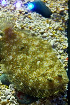 Flat yellow fish with daisy like patterns floats in an aquarium Foto stock
