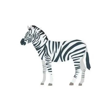 Flat zebra on white background Stock Illustration