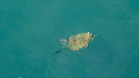 Flatback sea turtle ascends to the surface to breathe at Mission Beach, Stock Footage 233961625