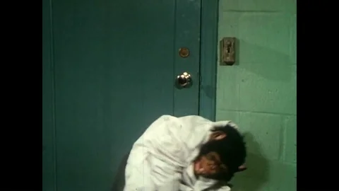 A flatbed editor is shown and a monkey tangles film while attempting to make an 스톡 동영상 88873262