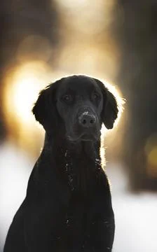 Flatcoated Retriever Stock-Fotos