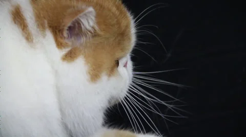 A flate face ginger search something by rotate its head Stock Footage 35482453