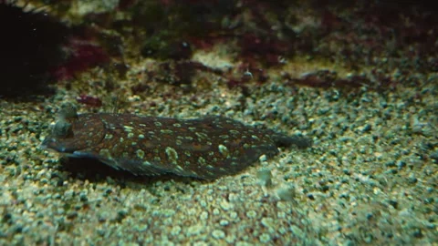 A flatfish also flounder swimming Stock Footage 244344177