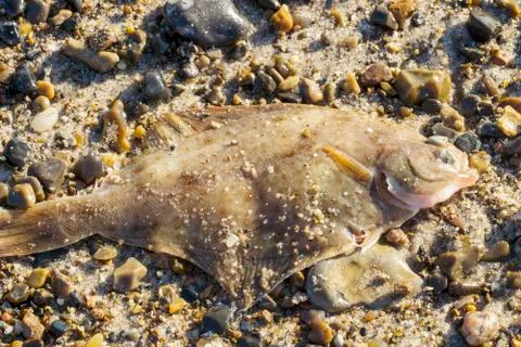 Flatfish on the Beach Stock Photos