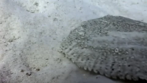 Flatfish Blends Seamlessly Into Sandy Seabed on a Shallow Dive Stock Footage 328906807