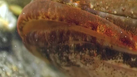 Flatfish Camouflage Among Seabed Elements Stock Footage 275645786