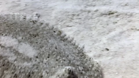Flatfish Camouflage Blending Into the Sandy Ocean Floor Environment Video stock 322804125