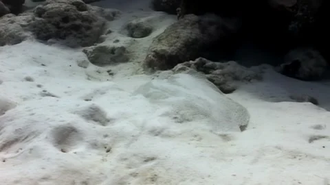 Flatfish Camouflage on Sandy Bottom in Daytime at Tropical Reef Stock Footage 322804231
