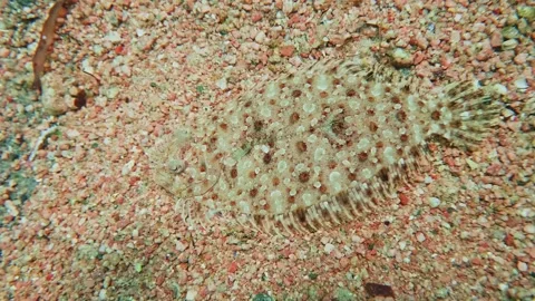 Flatfish Camouflage on Sandy Seabed in red sea Stock Footage 316572947