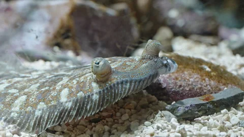 Flatfish camouflaging on ocean floor with distinct raised eyes and textured Stock Footage 310356047