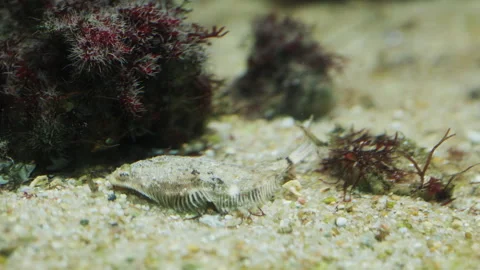 Flatfish camouflaging on the sandy seabed Stock Footage 327124792