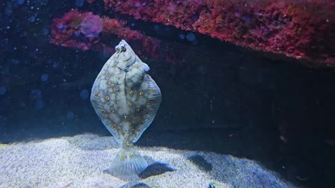 A flatfish eating Video stock 266886420