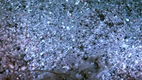 Flatfish Finds Home Among Rocks, Sand on the Seabed Floor Stock Footage 319382032