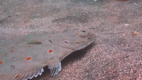 Flatfish - Pleuronectidae. Flat Fish Laying Under the Sand on the